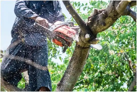 tree services Mannsville